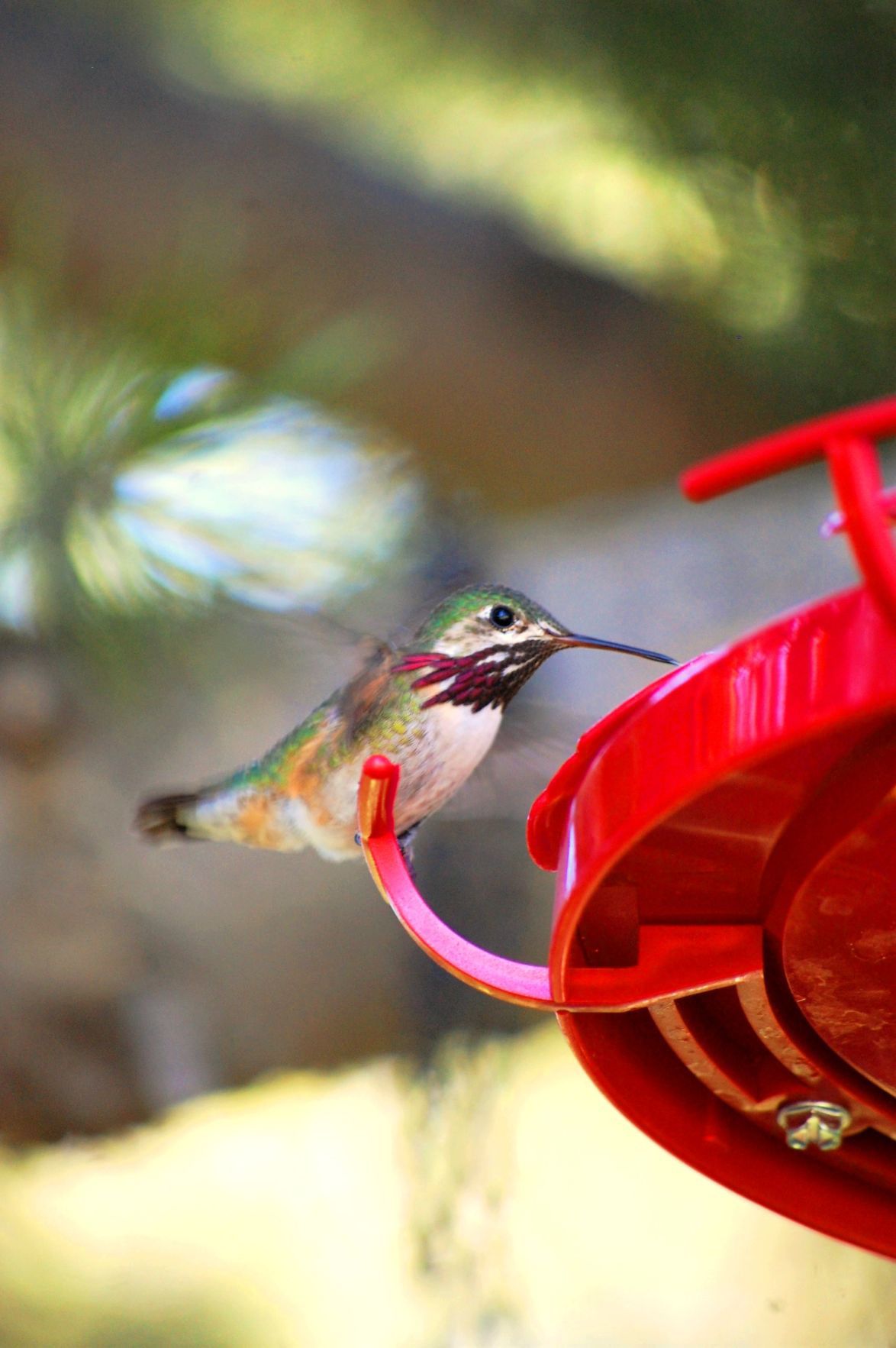 Idaho birds